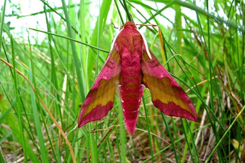 Deilephila porcellus - Sfinge della vite